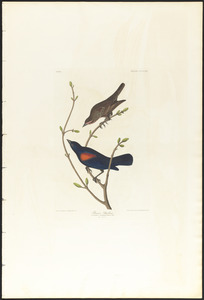 Prairie starling