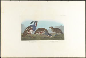 Plumed partridge. Thick-legged partridge