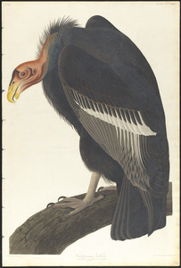 Californian vulture