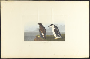 Slender-billed guillemot