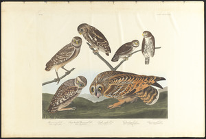 Burrowing owl. Large-headed burrowing owl. Little night owl. Columbian owl. Short-eared owl