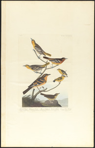 Bullock's oriole. Baltimore oriole. Mexican goldfinch. Varied thrush. Common water thrush
