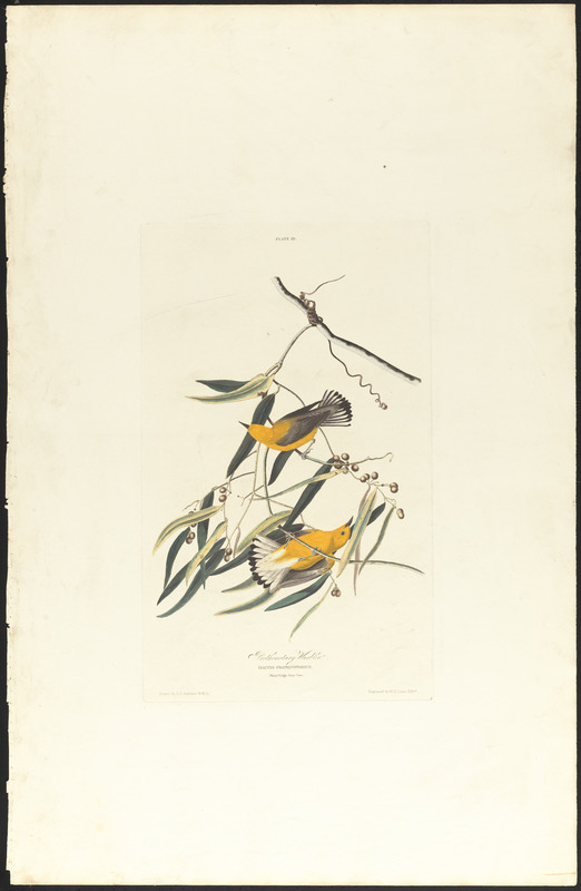 Prothonotary warbler