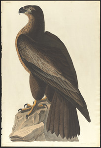 The bird of Washington or great American sea eagle