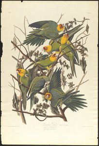 Carolina parrot