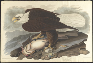 White-headed eagle