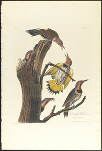 Gold-winged woodpecker
