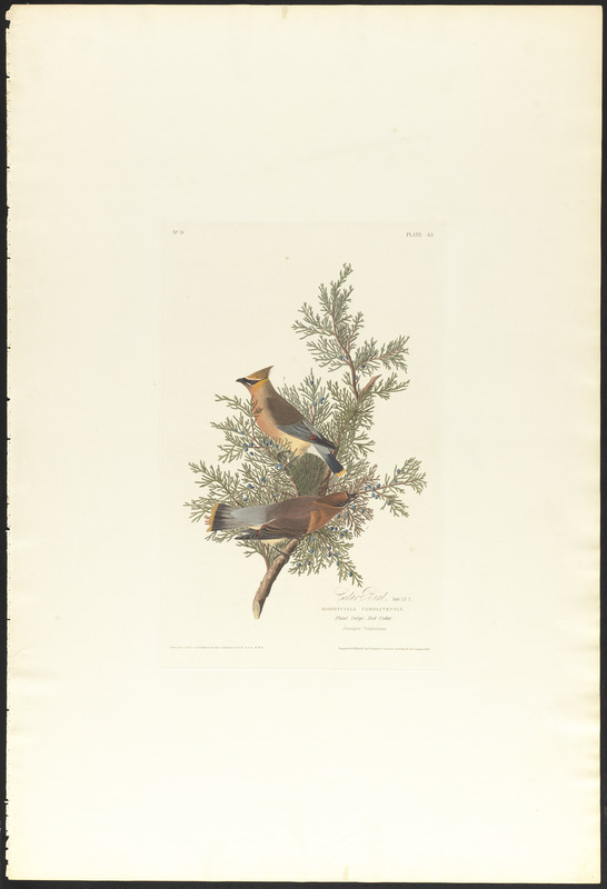 Cedar bird : Male, 1. F, 2. Bombycilla carolinensis. Plant vulgo