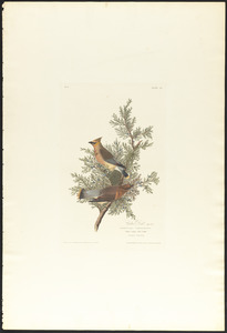 Cedar bird