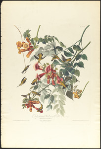 Ruby-throated humming bird