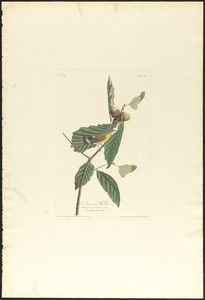 Swanson's warbler
