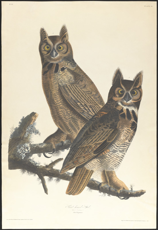 Great horned-owl