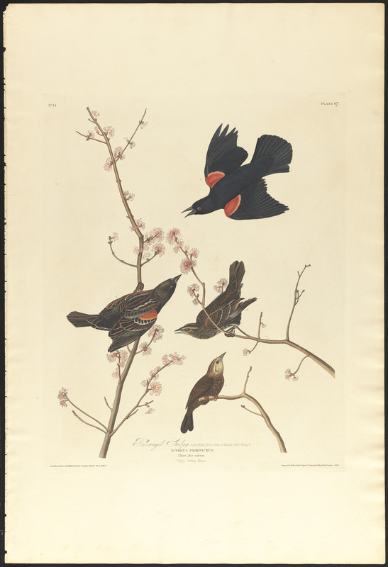 Red-winged starling