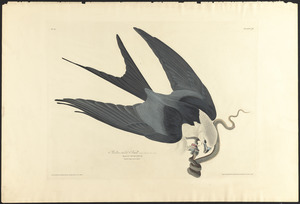 Swallow-tailed hawk