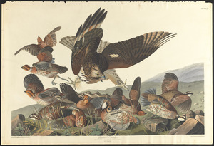 Virginian partridge