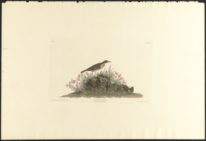 Anthus hypogœus