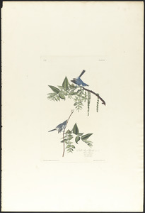 Blue grey flycatcher