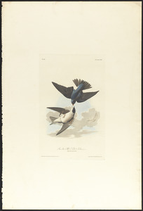 Green-blue or white bellied swallow