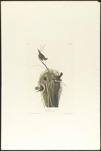 Marsh wren