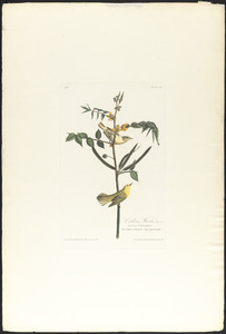 Children's warbler