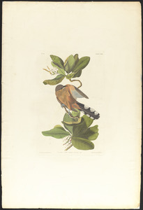 Mangrove cuckoo