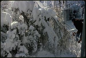 Snow-covered shrub