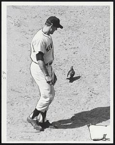 For The Birds was the way the New York Yankees manhandled the Red Sox 12-3 yesterday at Fenway Park. Symbolic was the pigeon contemplated by BOmber first baseman Moose Skowron. Contemplation ended, the Moose shoos the pigeon off, right. Skowron helped the Sox woe with two of seven N.Y. homers.