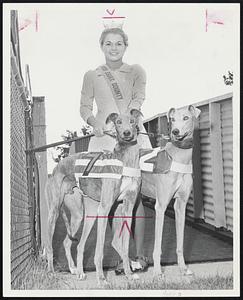 Three Winners-Linda Susan Niziak, 20, Miss Essex County, holds Wonderland Park stars Big Staman, left and October Twilight, both of Vin Mercurio Kennel who hopes to win big at Topsfield Fair greyhound meeting opening tomorrow.