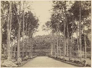 View down a tree-lined path toward Borobudur, Java, Indonesia