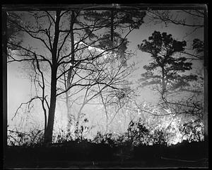 Trees