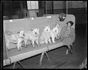 A woman sitting next to five dogs