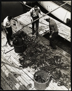 Maine lobstering 1938