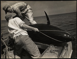 Dick Nickeson + Gil Fessenden lashing 400 lb tuna to stern