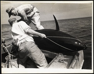 Dick Nickeson + Gil Fessenden lashing 400 lb tuna to stern