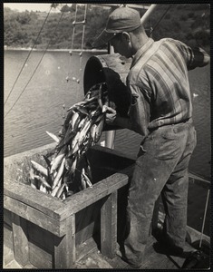 Mackerel fishing - Maine