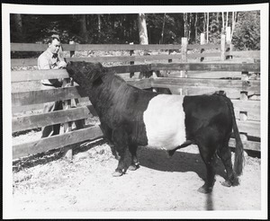 Foreman Wendall Dennison with belted galloway bull imported from Scotland in 1953.