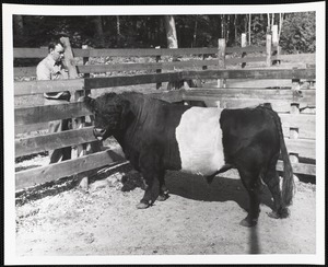 Foreman Wendall Dennison with belted galloway bull imported from Scotland in 1953.
