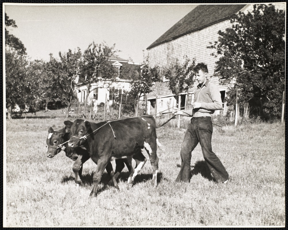 Training "Dynamite" and "Charger" 3 month old calves.