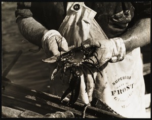 Maine lobstering