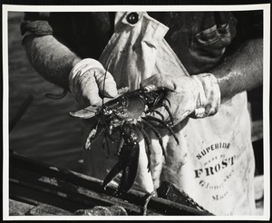A lobster which measures less than 3 1/8 inches or more than 5 inches is illegal in Maine.