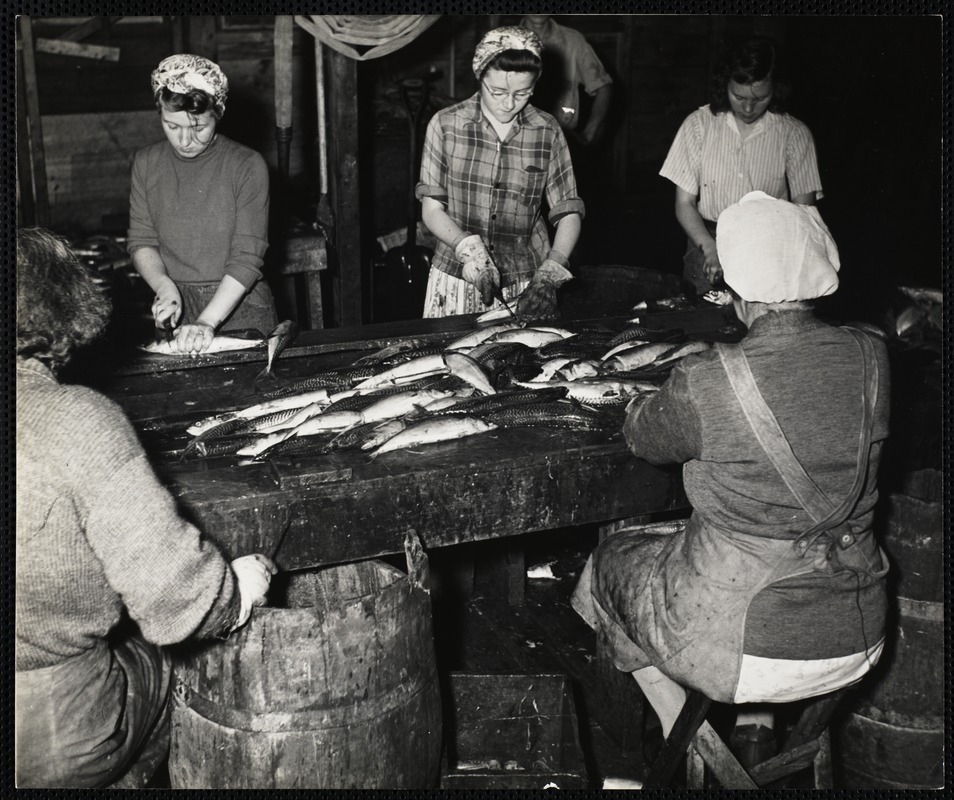 Cleaning + cutting mackerel for canning - New Harbor, Me