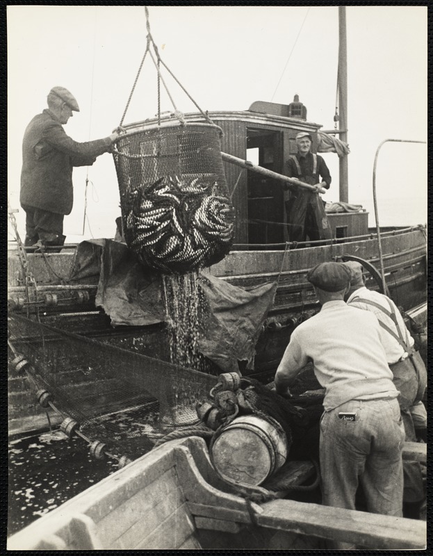 Mackerel fishing, Maine