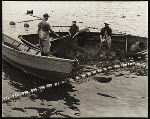 Sardine fishermen, Maine