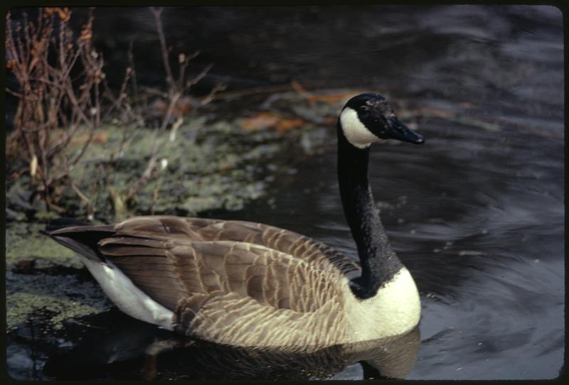 Upper branch of Charles River at Stony Brook, Norfolk / Geese