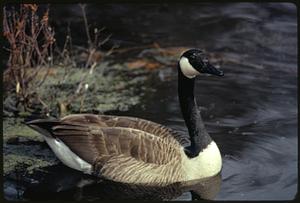 Upper branch of Charles River at Stony Brook, Norfolk / Geese