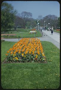 Flowers, Boston, Public Garden
