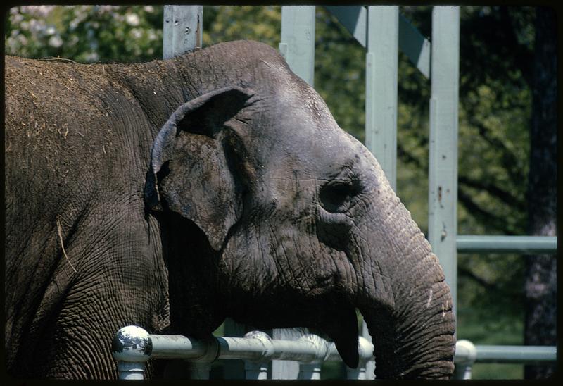 View of elephant from shoulders to trunk