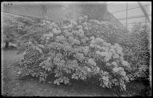 Rhododendrons ender artificial shade