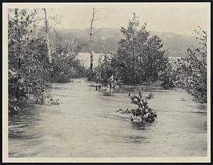 Flooded mystic Valley Parkway in Medford as Mystic Lake overflows.
