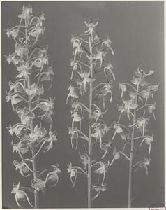 161. Habenaria macrophylla, and Habenaria orbiculata, large round-leaved orchis, -- long and short-spurred species